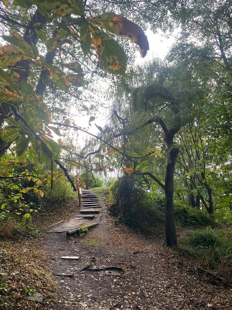 Was knospt unter den Blättern?